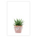 Poster Succulents in Pot - composition with green leaves on a solid background 116653 additionalThumb 19