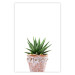 Poster Succulents in Pot - composition with green leaves on a solid background 116653