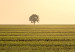 Canvas Print Endless fields - a minimalist landscape with a tree in the morning 116953 additionalThumb 4