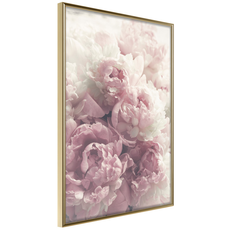 Poster Delicate Peonies - landscape of a field with white and pink flowers 125753 additionalImage 12