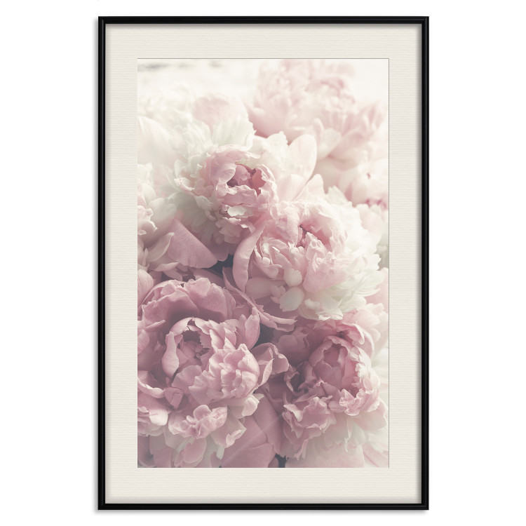 Poster Delicate Peonies - landscape of a field with white and pink flowers 125753 additionalImage 18