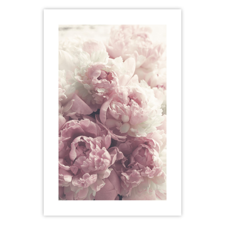 Poster Delicate Peonies - landscape of a field with white and pink flowers 125753 additionalImage 25