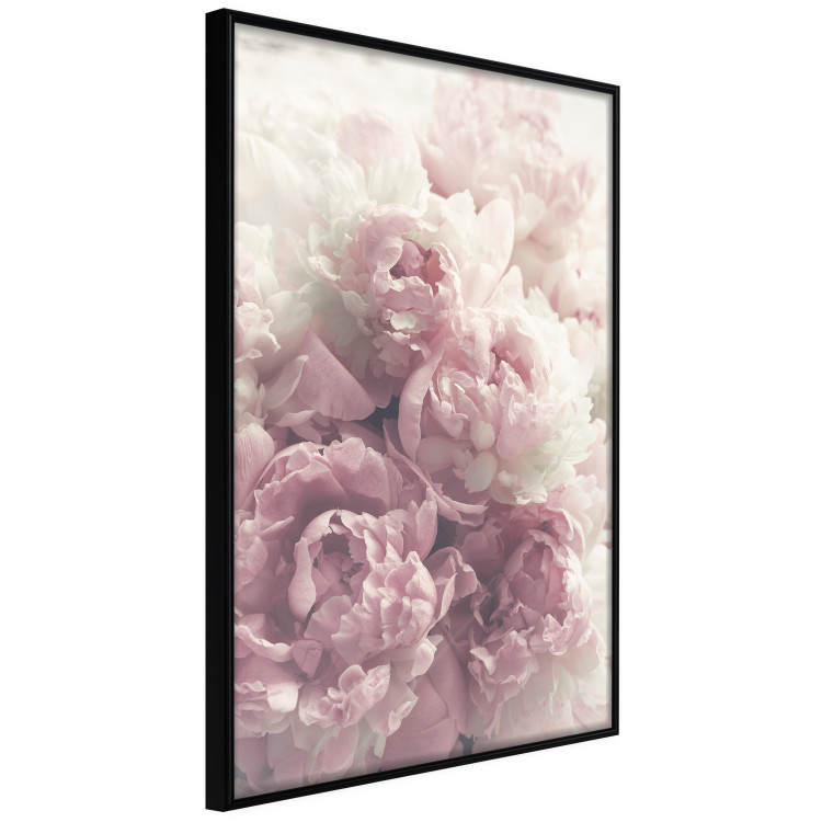 Poster Delicate Peonies - landscape of a field with white and pink flowers 125753 additionalImage 12