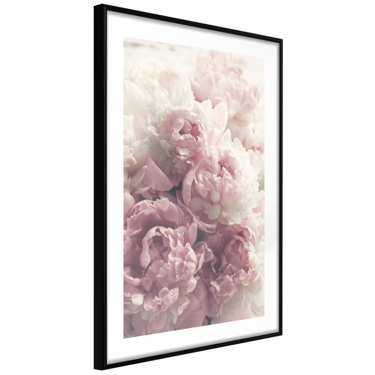 Poster Delicate Peonies - landscape of a field with white and pink flowers 125753 additionalImage 11