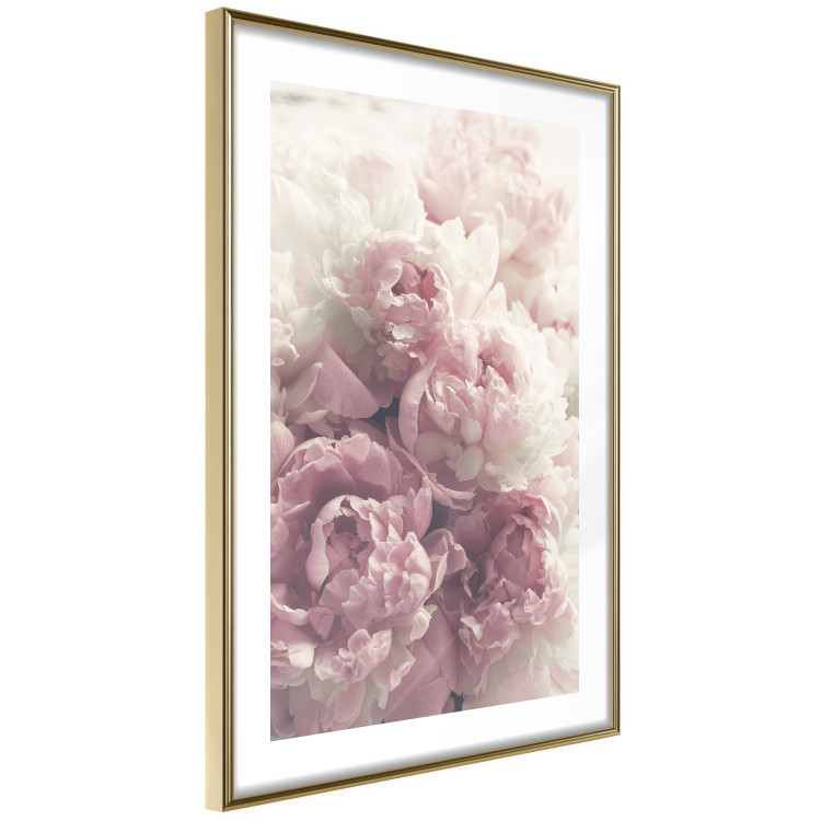 Poster Delicate Peonies - landscape of a field with white and pink flowers 125753 additionalImage 6