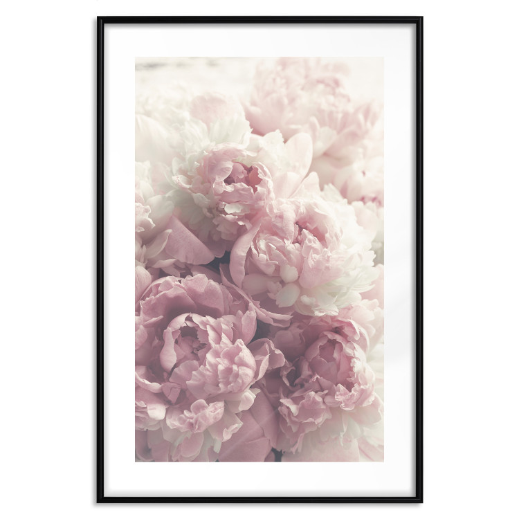 Poster Delicate Peonies - landscape of a field with white and pink flowers 125753 additionalImage 17