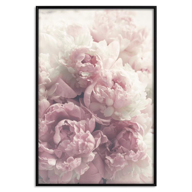 Poster Delicate Peonies - landscape of a field with white and pink flowers 125753 additionalImage 18