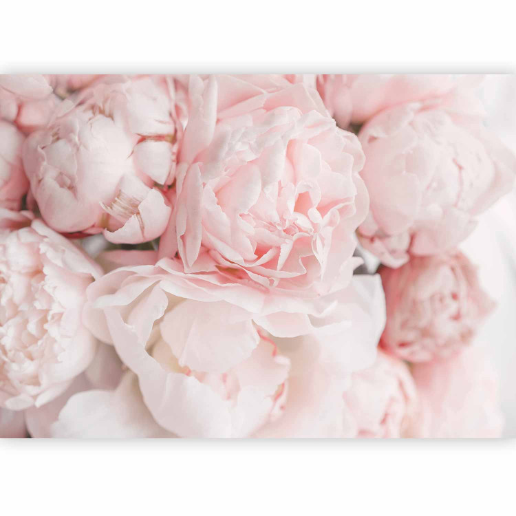 Photo Wallpaper Powder peonies - subtle unified floral motif with close-ups 142653 additionalImage 1