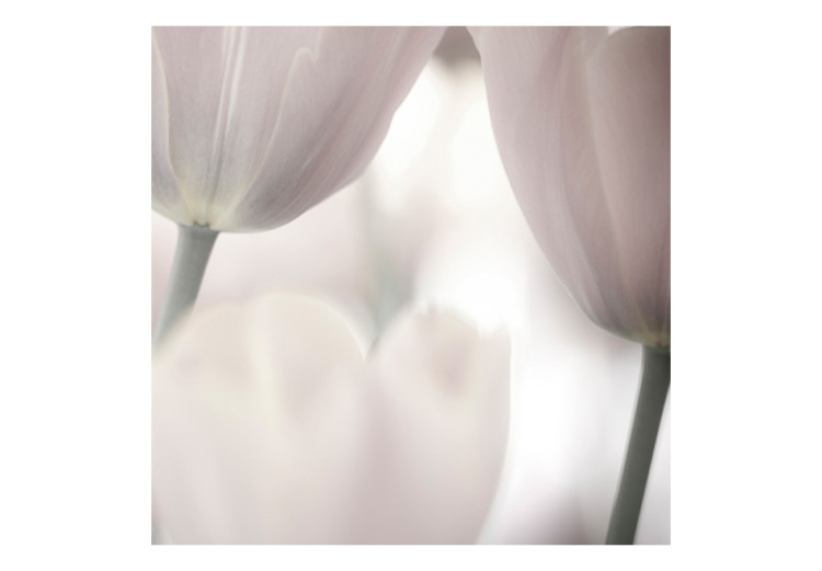 Photo Wallpaper Tulips - Macro Shot of Tulip Flowers in Subtle Shades 60353 additionalImage 1