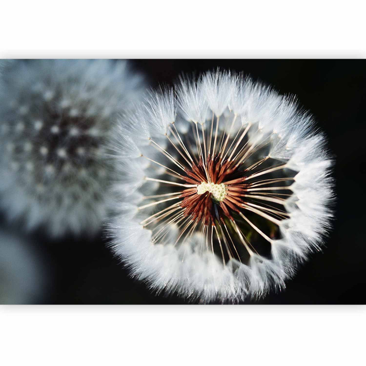 Wall Mural Fluffy Ball - Close-up of Dandelion Flowers in Scandinavian Style 60653 additionalImage 1