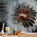 Wall Mural Fluffy Ball - Close-up of Dandelion Flowers in Scandinavian Style 60653 additionalThumb 4
