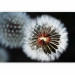 Wall Mural Fluffy Ball - Close-up of Dandelion Flowers in Scandinavian Style 60653 additionalThumb 1