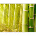 Wall Mural Orient - Nature Capture in Asian Style with Bamboo above Water Surface 61453 additionalThumb 5