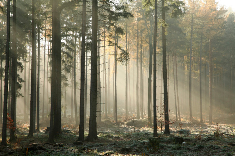 Photo Wallpaper Morning in the forest - landscape with tall trees in the sunshine 94553