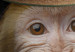 Poster Monkey in a Hat - smiling monkey with mustaches in a cinematic shot 116363 additionalThumb 9