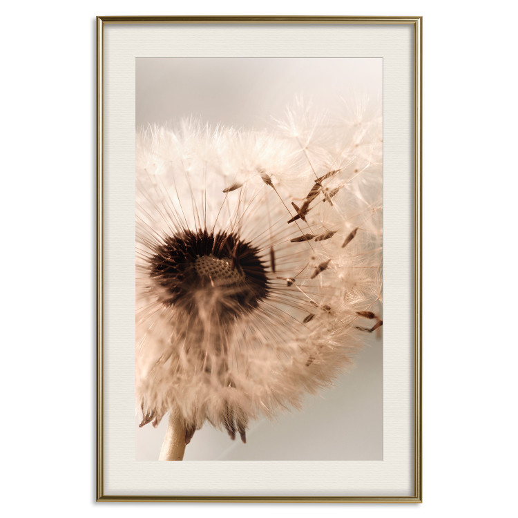Wall Poster Summer Breeze - blooming dandelion in wind in sepia motif 123763 additionalImage 19