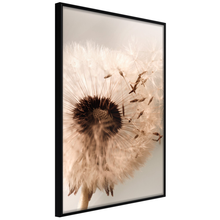 Wall Poster Summer Breeze - blooming dandelion in wind in sepia motif 123763 additionalImage 10