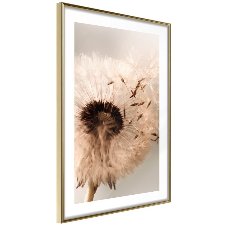 Wall Poster Summer Breeze - blooming dandelion in wind in sepia motif 123763 additionalImage 6