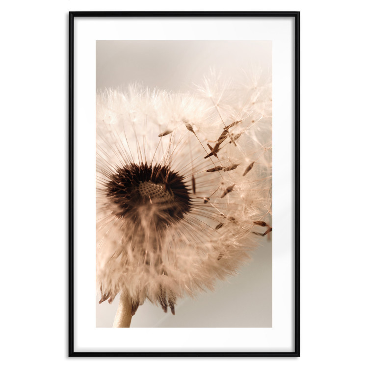 Wall Poster Summer Breeze - blooming dandelion in wind in sepia motif 123763 additionalImage 15