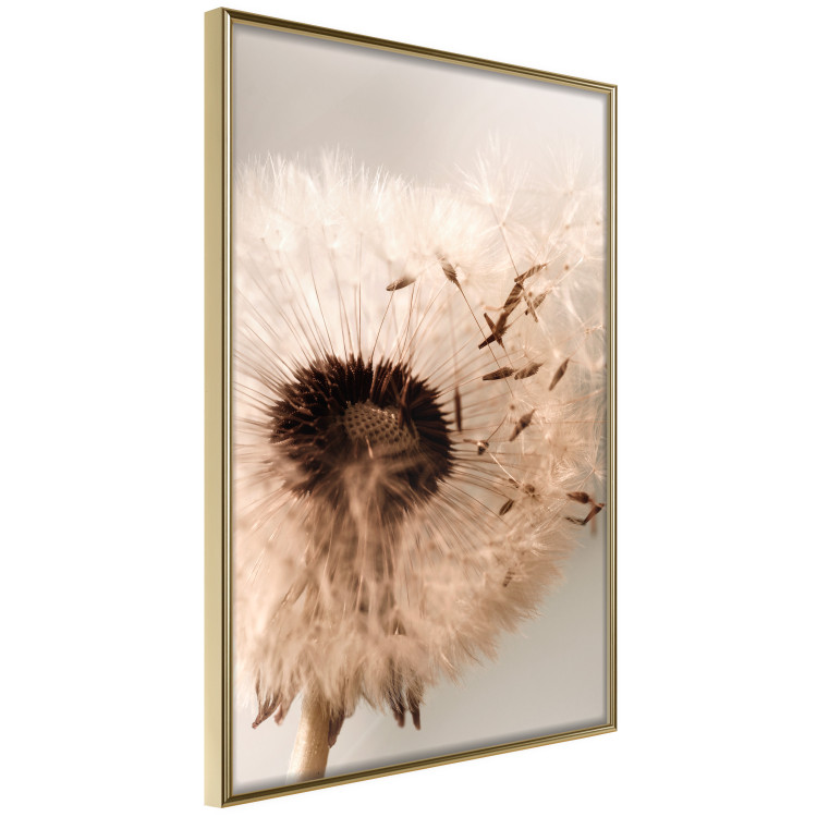 Wall Poster Summer Breeze - blooming dandelion in wind in sepia motif 123763 additionalImage 12