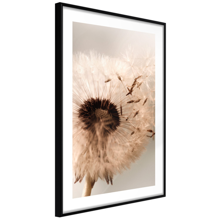 Wall Poster Summer Breeze - blooming dandelion in wind in sepia motif 123763 additionalImage 11