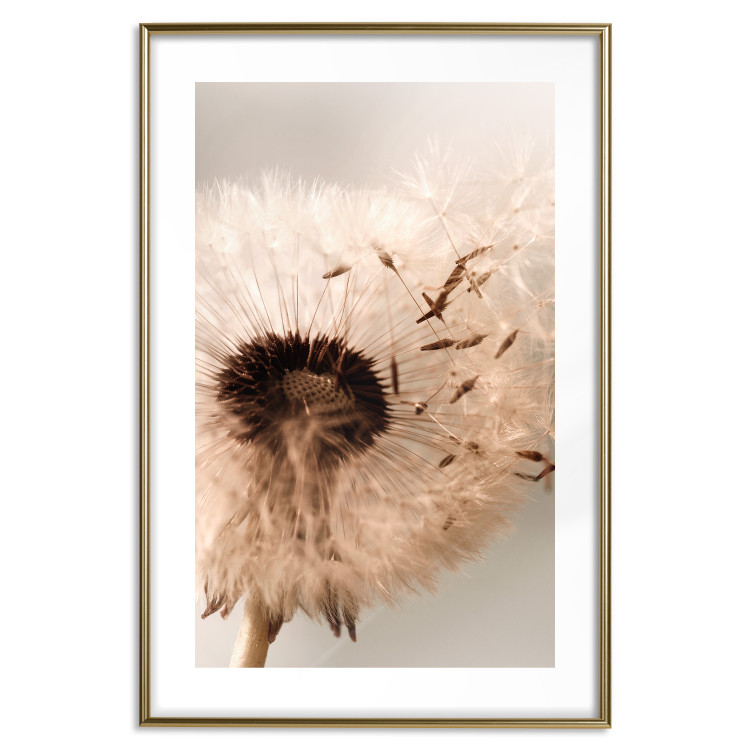 Wall Poster Summer Breeze - blooming dandelion in wind in sepia motif 123763 additionalImage 14