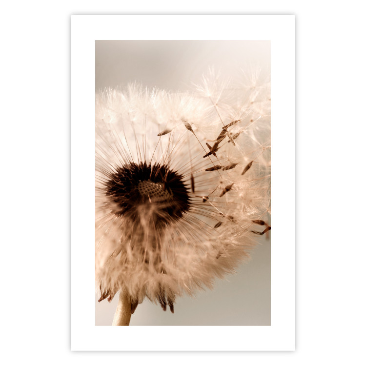Wall Poster Summer Breeze - blooming dandelion in wind in sepia motif 123763 additionalImage 25