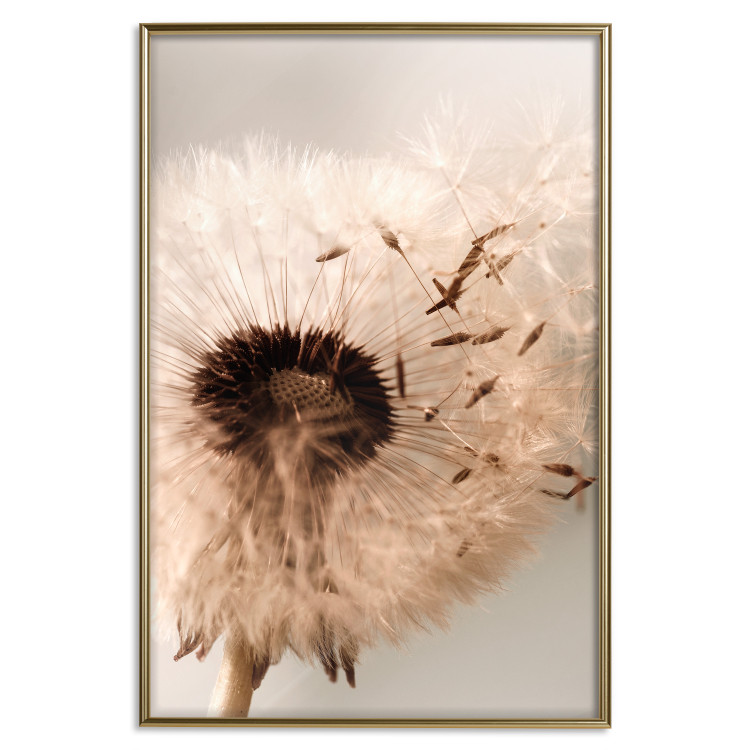 Wall Poster Summer Breeze - blooming dandelion in wind in sepia motif 123763 additionalImage 20