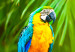 Canvas Parrot Trio (1-part) wide - exotic animals in the jungle 129163 additionalThumb 5
