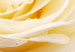 Canvas Cream rose 58563 additionalThumb 3