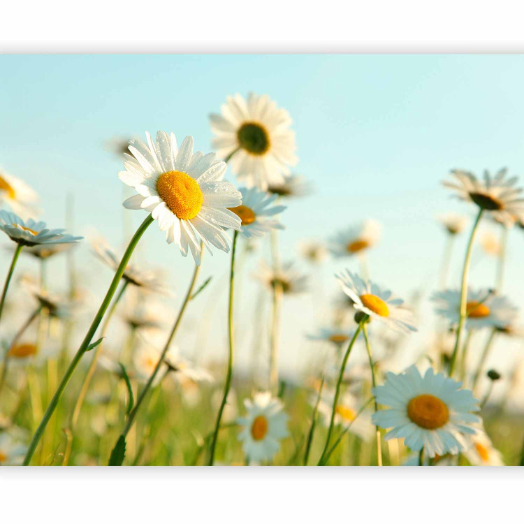 Photo Wallpaper Daisies - spring meadow 60463 additionalImage 1