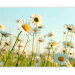 Photo Wallpaper Daisies - spring meadow 60463 additionalThumb 1