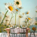 Photo Wallpaper Daisies - spring meadow 60463 additionalThumb 6