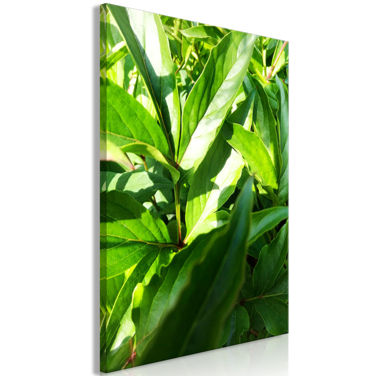 Canvas Print Green Field of Leaves (1-part) - Exotic Plant Forest in Nature 122673 additionalImage 2