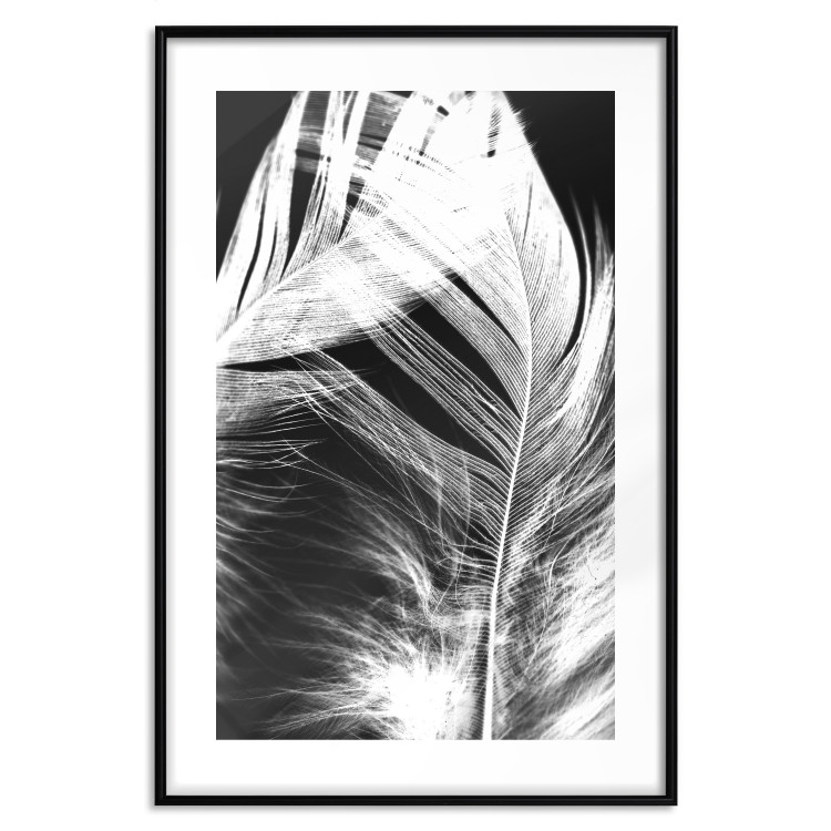 Poster White Feather - black and white bird feathers on a dark contrasting background 129773 additionalImage 15