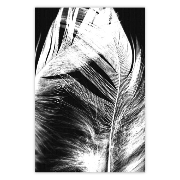 Poster White Feather - black and white bird feathers on a dark contrasting background 129773