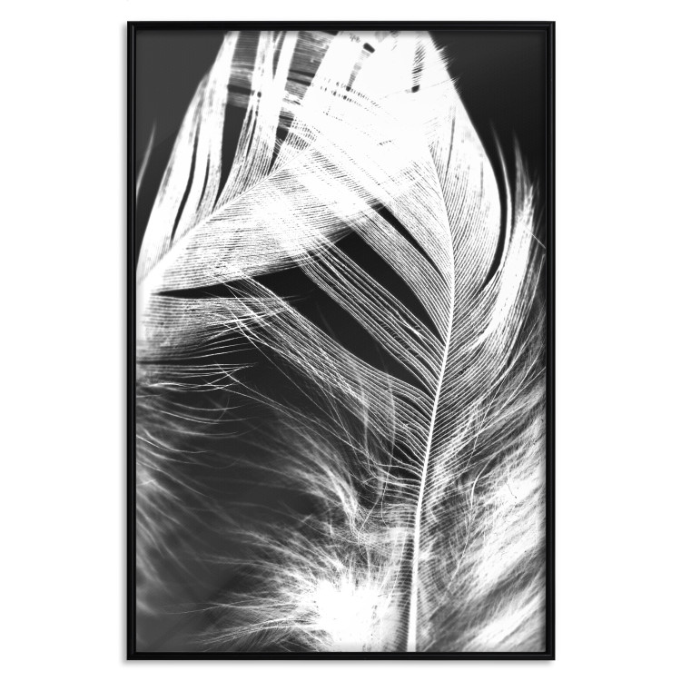 Poster White Feather - black and white bird feathers on a dark contrasting background 129773 additionalImage 18