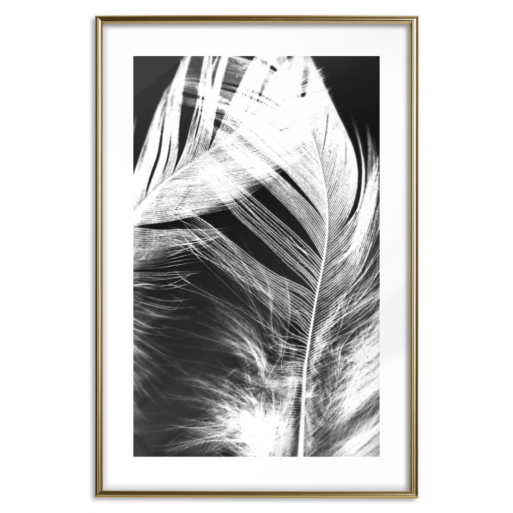 Poster White Feather - black and white bird feathers on a dark contrasting background 129773 additionalImage 16