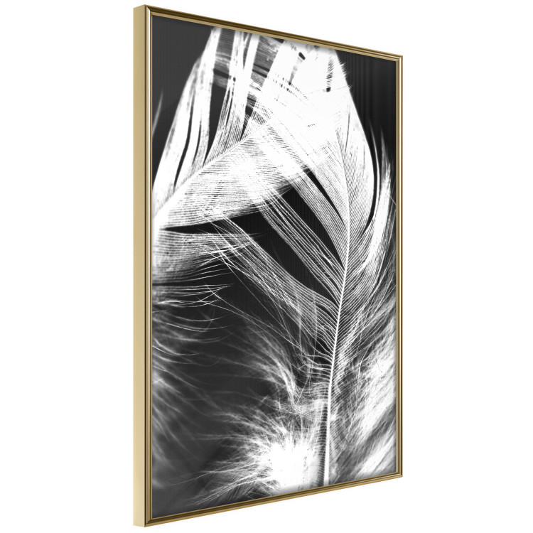 Poster White Feather - black and white bird feathers on a dark contrasting background 129773 additionalImage 10