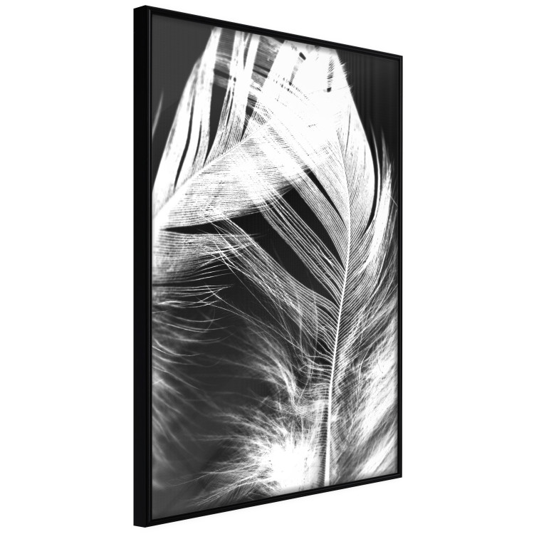 Poster White Feather - black and white bird feathers on a dark contrasting background 129773 additionalImage 11