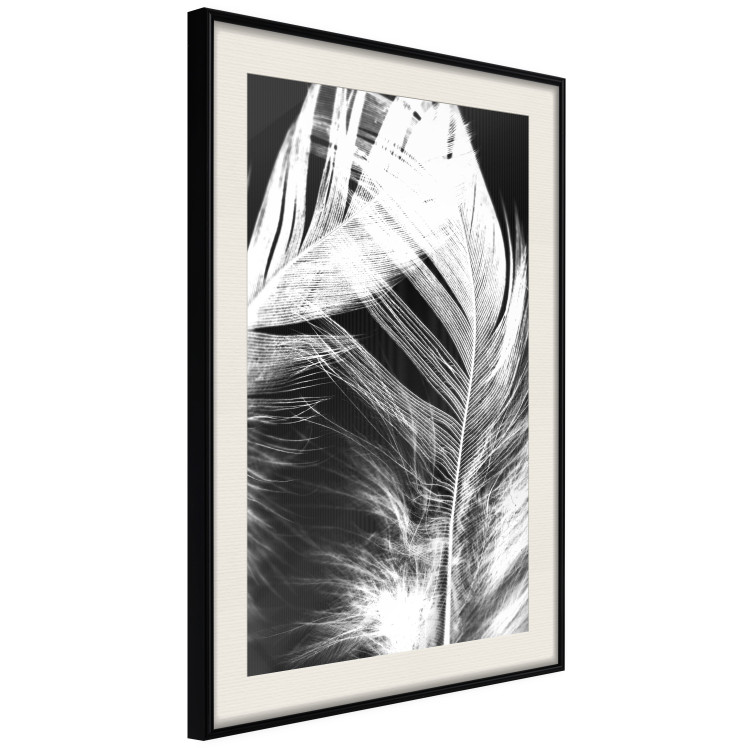 Poster White Feather - black and white bird feathers on a dark contrasting background 129773 additionalImage 5
