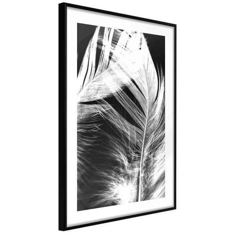 Poster White Feather - black and white bird feathers on a dark contrasting background 129773 additionalImage 14