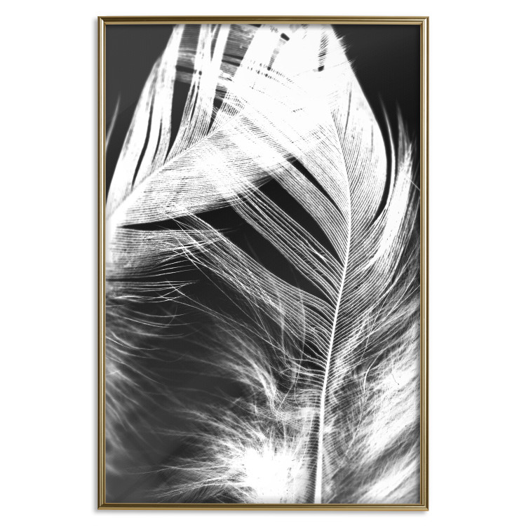 Poster White Feather - black and white bird feathers on a dark contrasting background 129773 additionalImage 17
