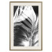 Poster White Feather - black and white bird feathers on a dark contrasting background 129773 additionalThumb 20
