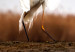 Wall Poster Autumn Over the Lake - landscape of a white bird against a golden field 130373 additionalThumb 9