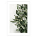 Wall Poster Christmas Holly - plant related to Christmas 137973 additionalThumb 8