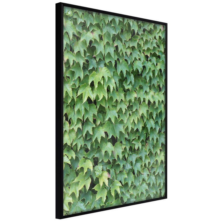 Wall Poster Dense Ivy - botanical composition filled with green leaves 121883 additionalImage 10