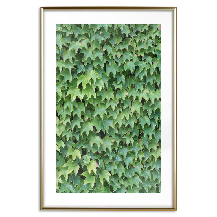 Wall Poster Dense Ivy - botanical composition filled with green leaves 121883 additionalImage 14