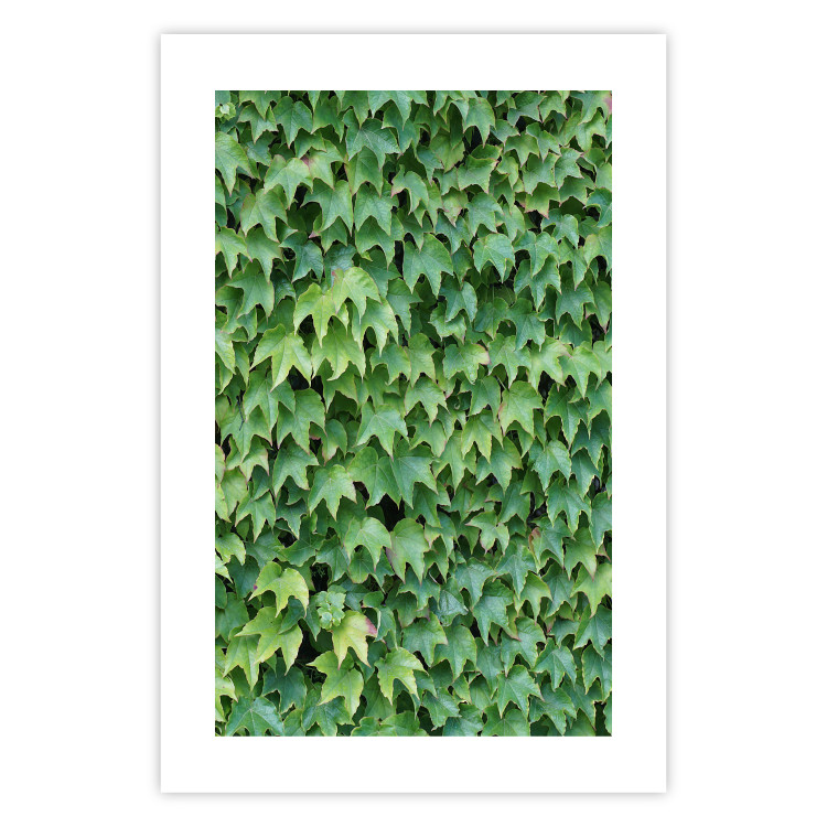 Wall Poster Dense Ivy - botanical composition filled with green leaves 121883 additionalImage 25