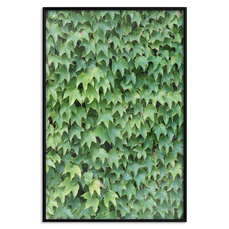 Wall Poster Dense Ivy - botanical composition filled with green leaves 121883 additionalImage 18